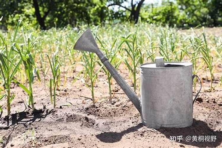 大蒜中后期水肥管理