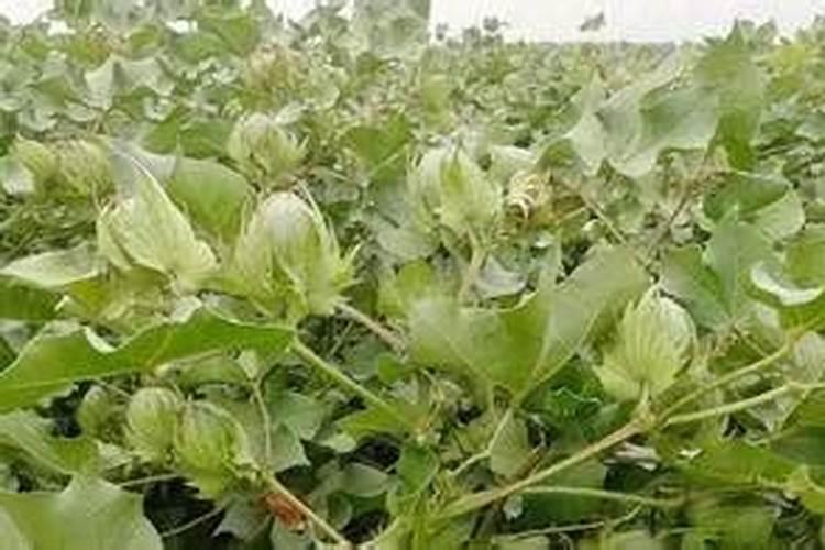 刚水培的吊兰多久能见阳光 初种的吊兰需要多久适应阳光？