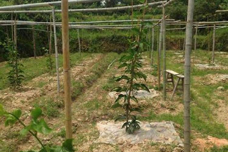 百香果施什么肥料最好