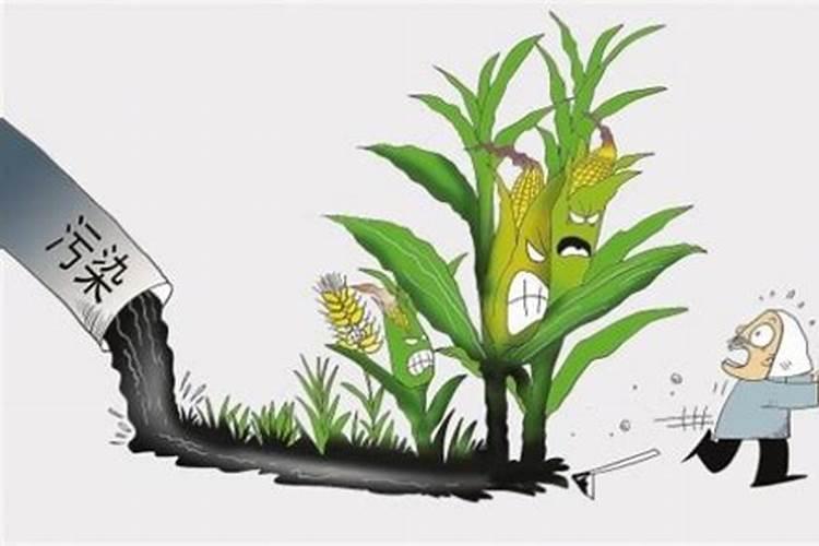 虎皮兰怎么养才会粗壮