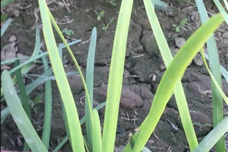 果树叶子发黄了,用什么肥料改善？