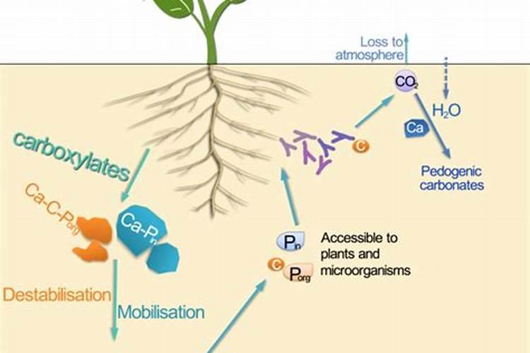 在养花时如何使用磷肥