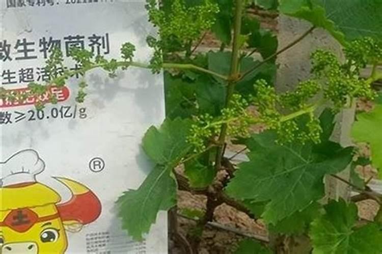 葡萄种植怎样施肥