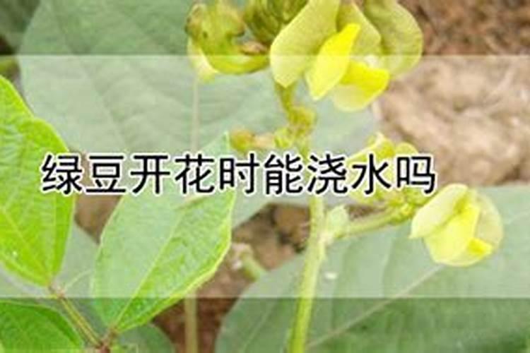 我的远志是七月份种的,现在是十月下旬,还能喷施叶面肥吗？