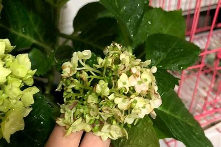 绣球花施肥时间和方法