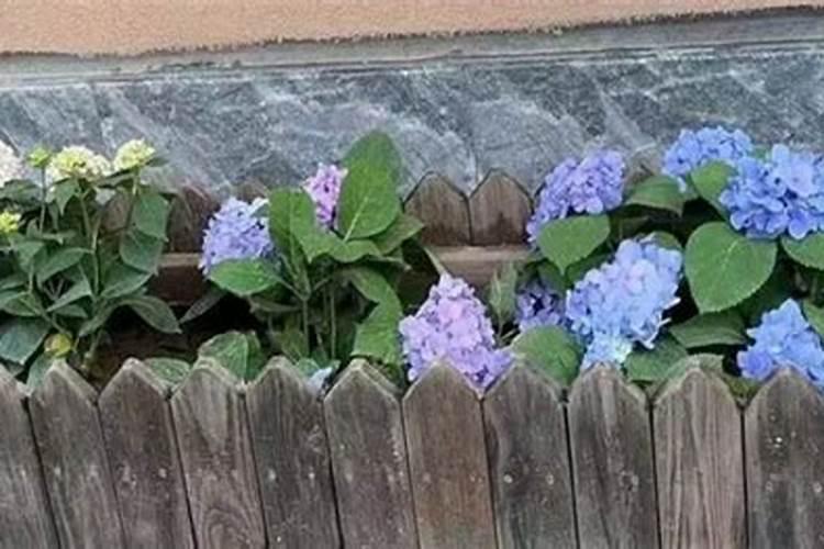 光杆绣球花冒芽了怎么护理？