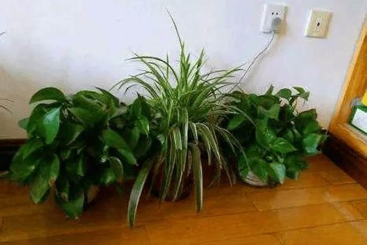 绿萝吊兰贼亮贼绿不黄叶,3招就搞定!(黄叶烂根最愁人,3招马上搞定)百度...