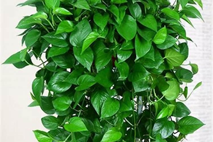 绿萝吊兰贼亮贼绿不黄叶,3招就搞定!(黄叶烂根最愁人,3招马上搞定)百度...