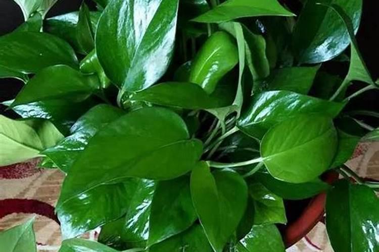 水里养的绿萝吊兰叶子发黄应施什么肥料