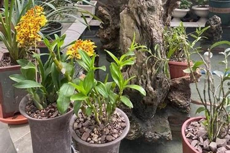 木头烧的灰可以施肥么 木头烧的灰能够施肥么