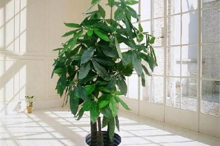 茉莉花开花后如何进行施肥