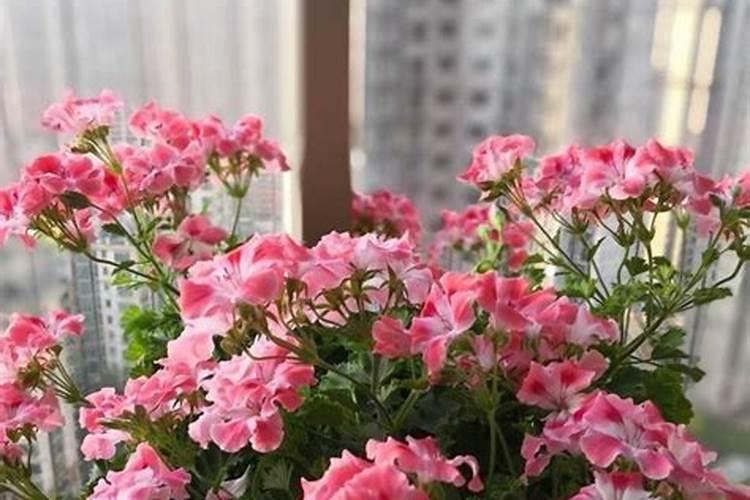 养花用什么肥料最好