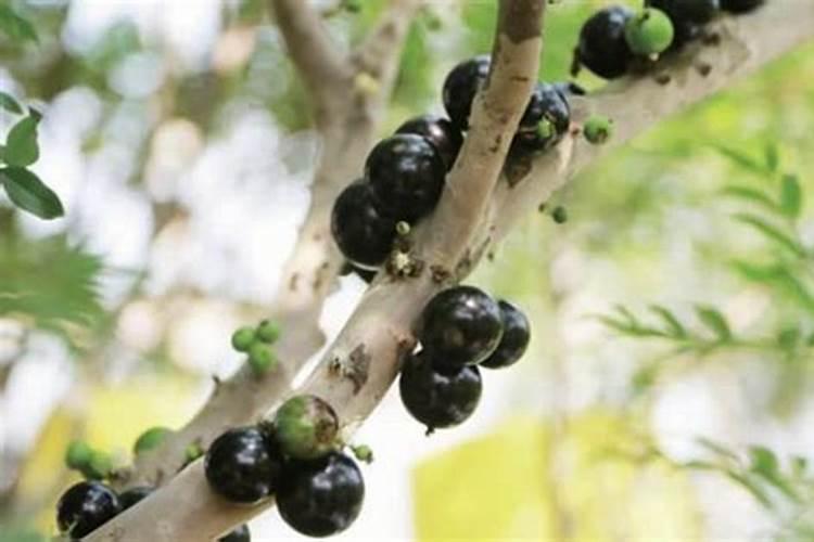 嘉宝果的养殖方法