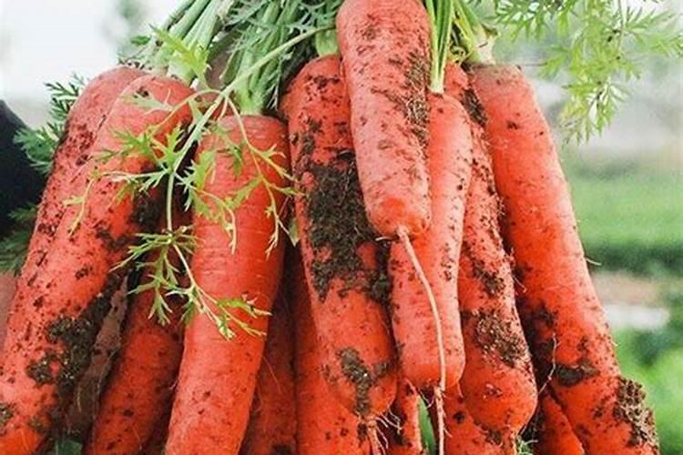 红萝卜上什么肥料好