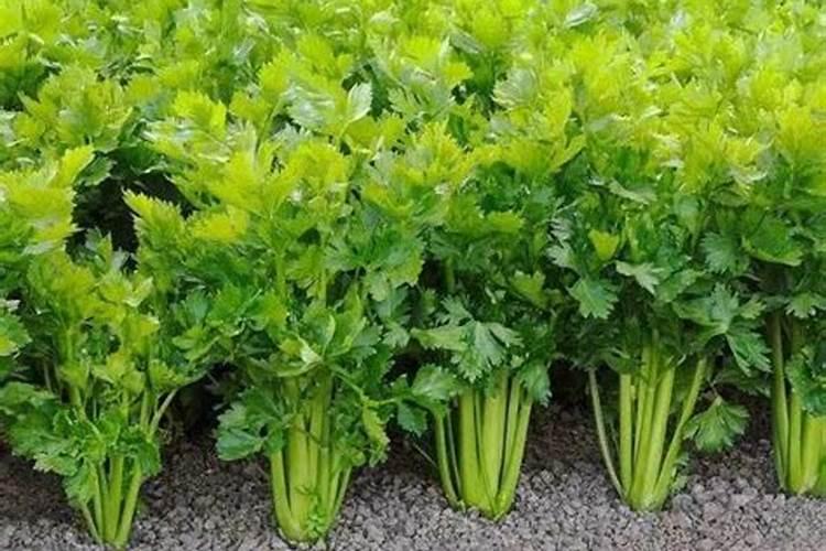 芹菜间苗后冲什么肥料