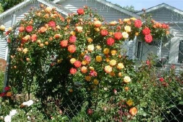 葡萄缺铁是不是要少用含有硝态氮的肥料？？