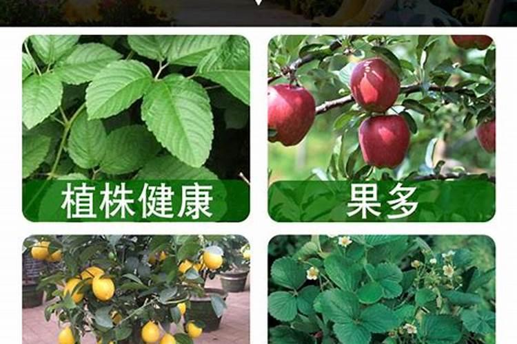 果树缺钙用什么肥料最适合(果树需补什么钙肥最好)