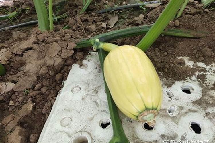 葫芦岛市师范附小学校简介