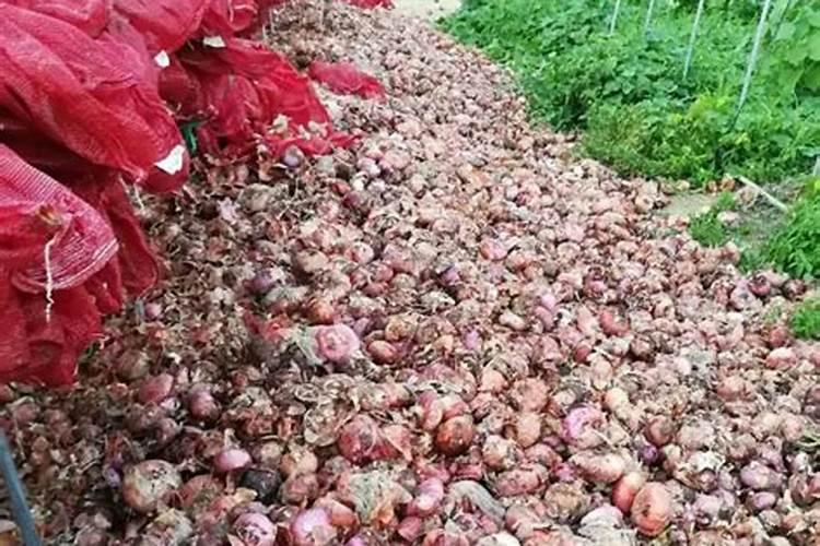 洋葱的种植方法有哪些 洋葱如何施肥