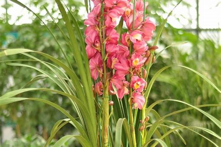 矿源黄腐酸钾和生化黄腐酸钾两者区别大吗？