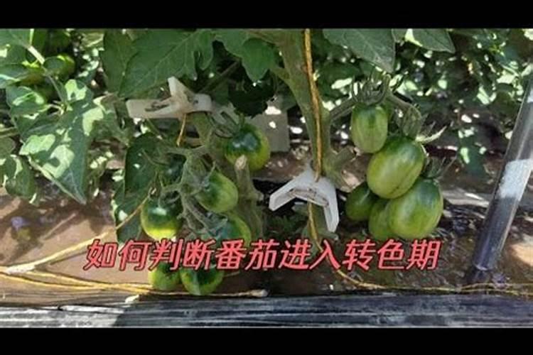 番茄挂果后怎么施肥 番茄施肥用什么肥料好