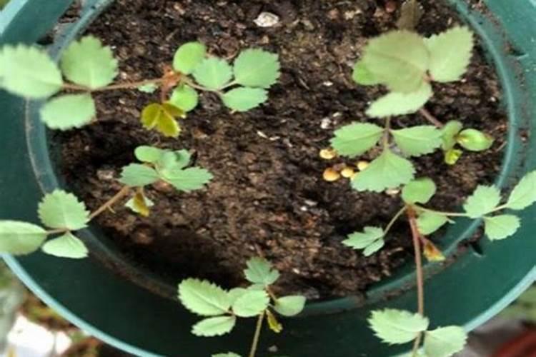 什么叶面肥能使叶子快速变绿变厚？