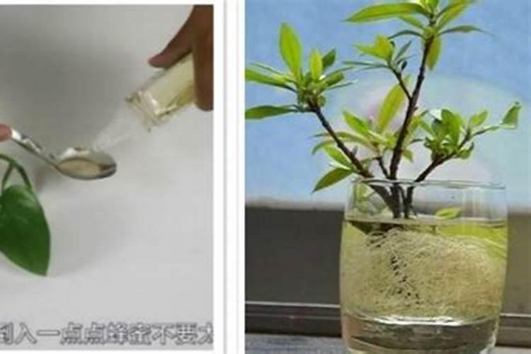 果树如何施肥才能更好的发挥肥效