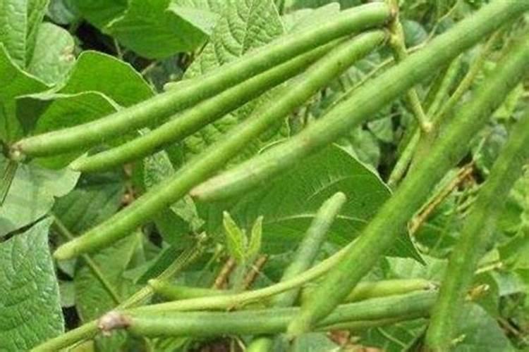 种绿豆用什么肥料好 施肥方法有哪些