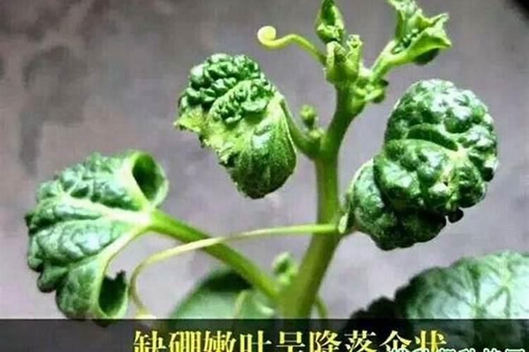 高端叶面肥和普通叶面肥相比,有什么特点和优势