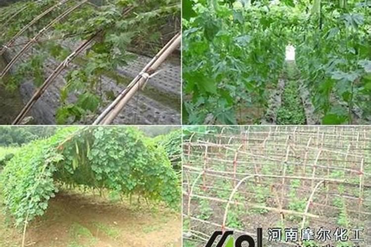 钾肥有哪些种类与用途