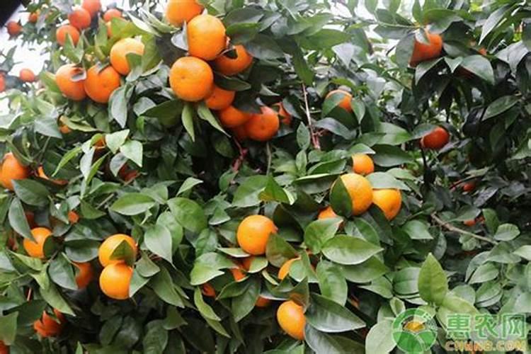 橙子施肥时间和方法