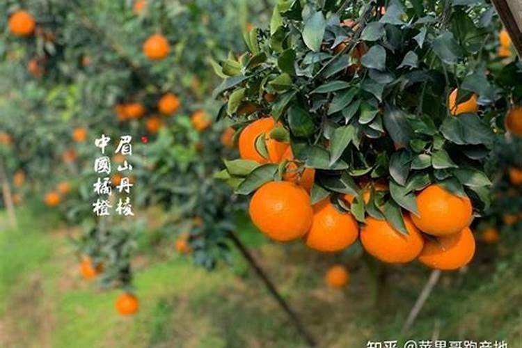 橙子施肥时间和方法
