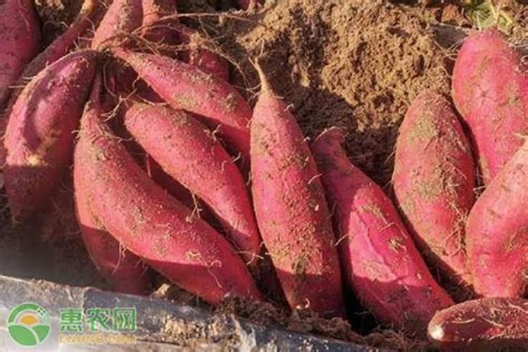 地瓜施什么肥最好