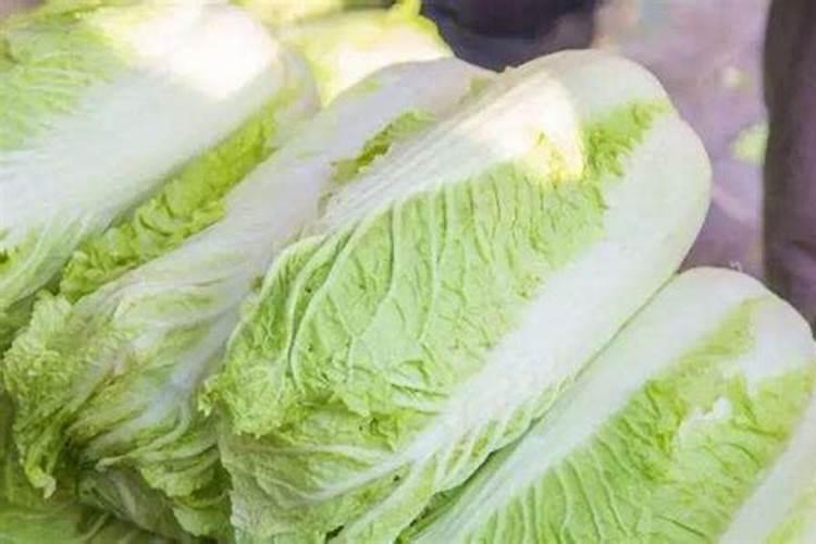 大白菜不包心是施肥过多还是种植密度过大？