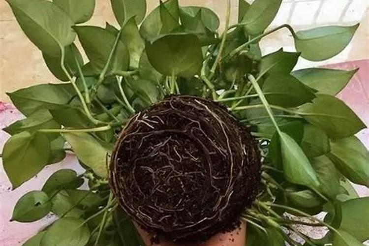 鹤望兰施什么肥叶子可以长得高大？