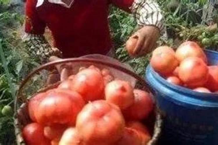 2025年螃蟹脱壳在不同月份有怎样的时间规律？