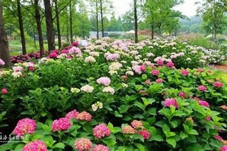 月季花喜欢大水大肥吗(月季管理水肥生长旺盛开花大)