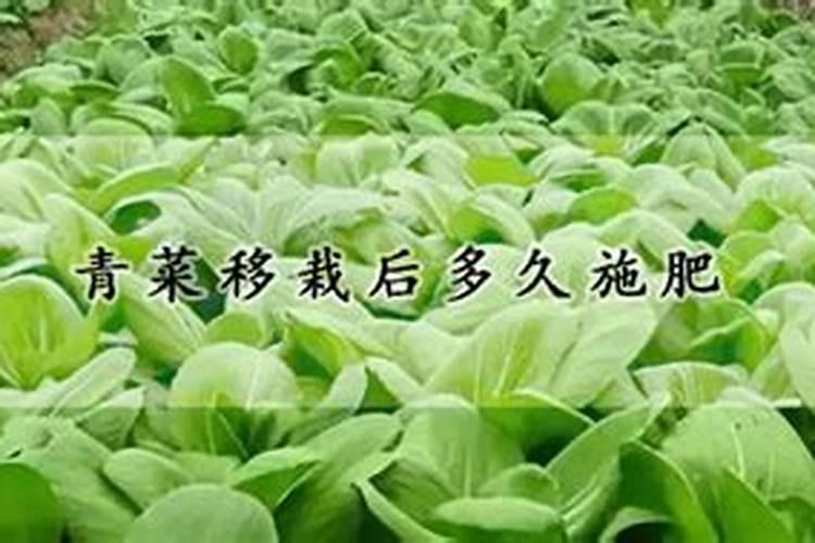 青菜叶子下面的部位叫什么