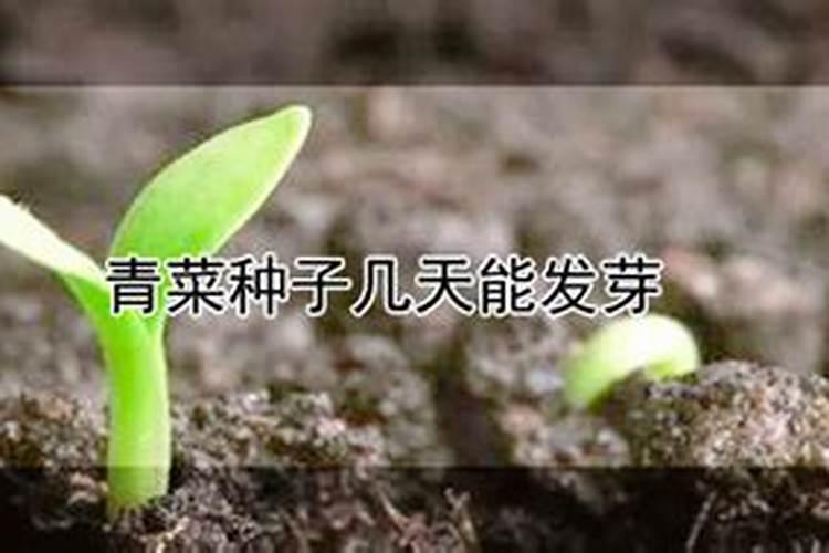 青菜苗刚出芽可以施肥吗？