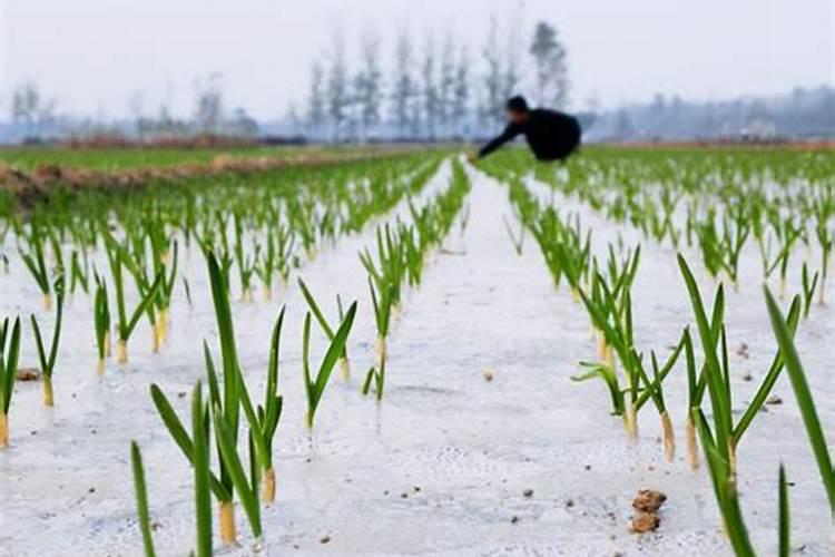 敌草胺的使用范围 与乙草胺有什么区别