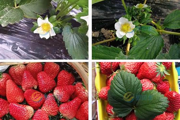 蔬菜浇什么肥料最好