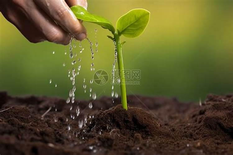 小葱苗出土后能砤化肥吗？