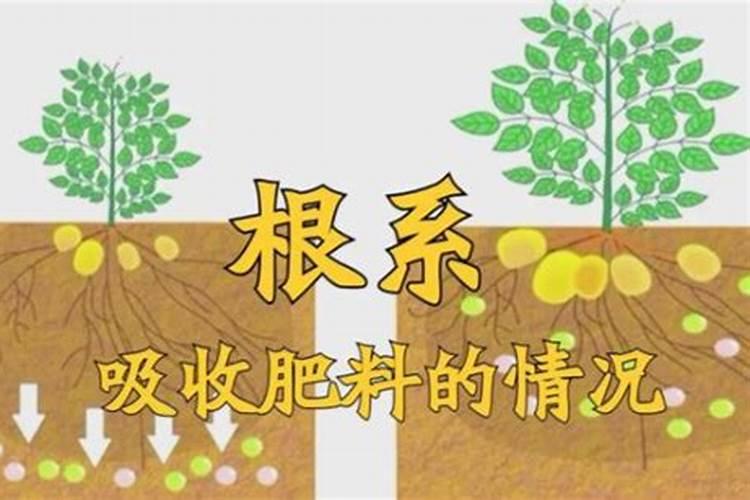 巧克力多肉养殖方法和注意事项