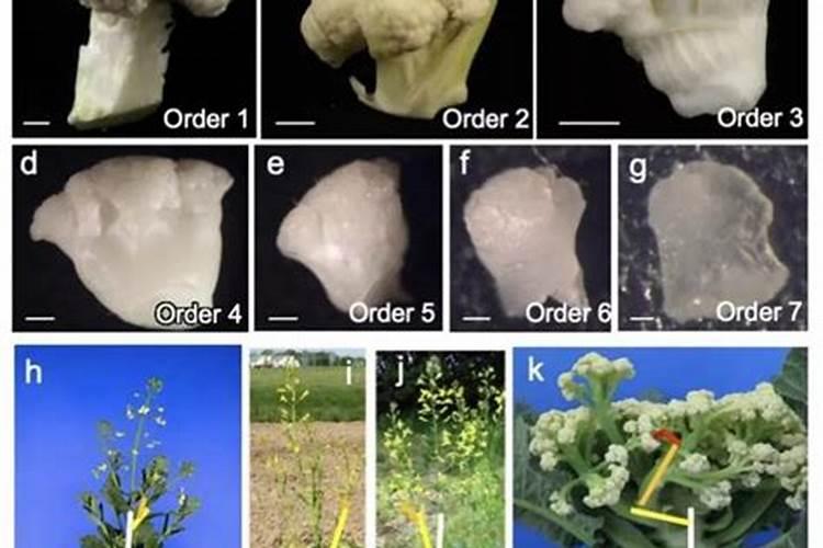 菜花怎样施肥,花长最大