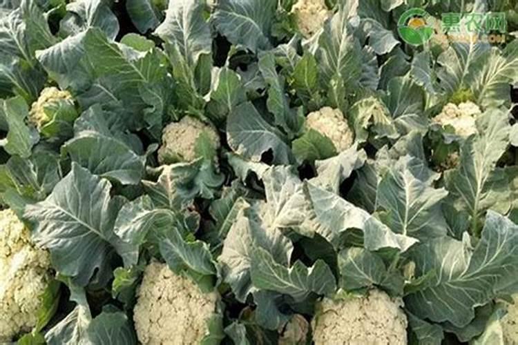 花棷菜多少天施肥一次