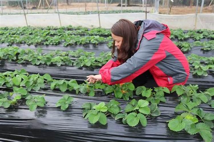 用什么叶面肥可以使荔枝熟得颜色好