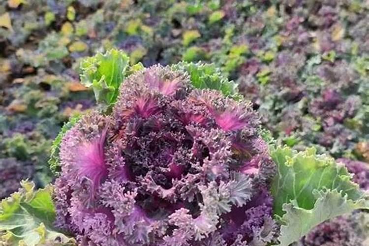 硝酸态氮和硝态氮是一个意思吗？