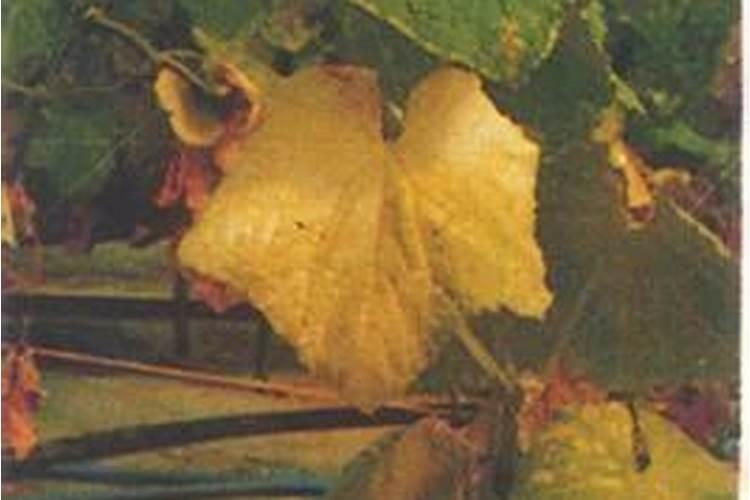 番茄叶子变紫色怎么办