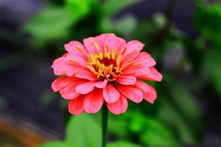 7月可以种月季吗