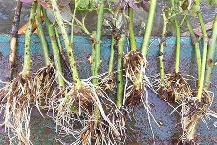 中药材生根肥哪个牌子好？中药材用什么肥料可以生根？